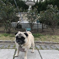 ロン