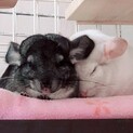 チンチラ2匹(グレー、ホワイト)里親募集!