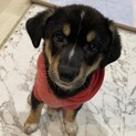 元野犬の雑種犬パワフルレディ