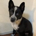 ゴマちゃんの家族を探してます。