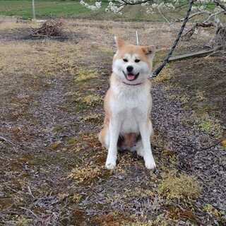 おっとり、甘えたちゃんの秋田犬