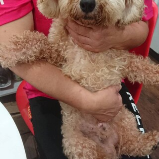 ビションフリーゼのバッハ君