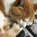 15,16歳/茶白猫♀2匹/有事の際の里親さん募集