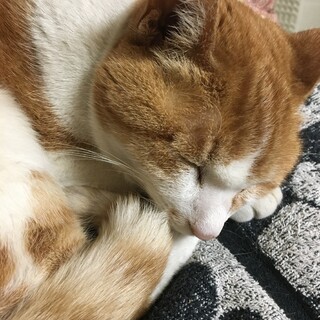 15,16歳/茶白猫♀2匹/有事の際の里親さん募集