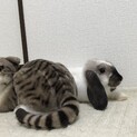 うさぎちゃんの里親募集です