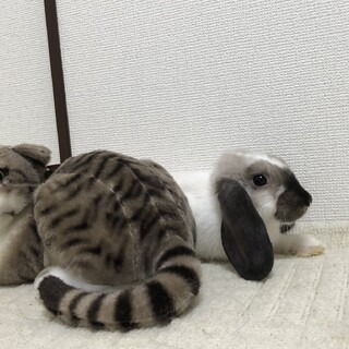 うさぎちゃんの里親募集です