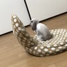 うさぎちゃんの里親募集です サムネイル2