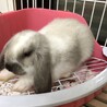 うさぎちゃんの里親募集です サムネイル3