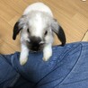 うさぎちゃんの里親募集です サムネイル4