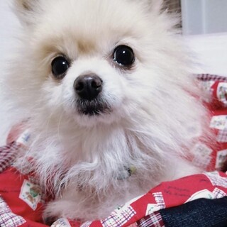 大好き！が100%伝わってくる♡無邪気なトトちゃん