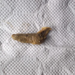 「【閲覧注意】抜けた！」サムネイル3