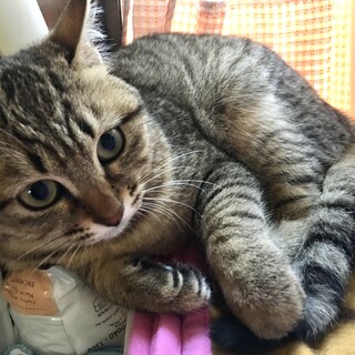 里親決定〇チャコちゃんワクチン検査済み
