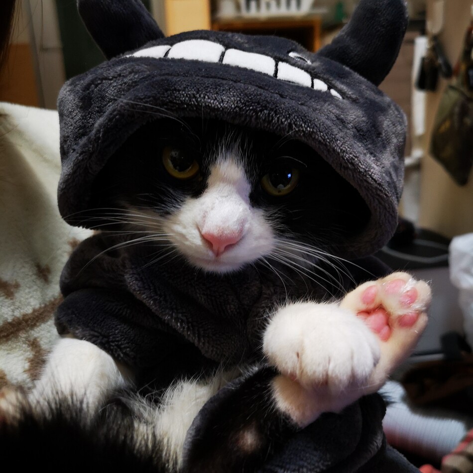 メイのカバー写真