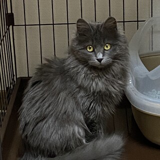 グレーのモフモフちゃん《3/21 譲渡会》
