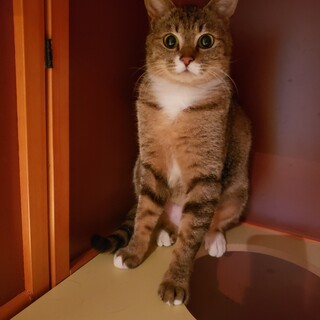 まん丸お目々お口と胸の白い所がチャームポイントです