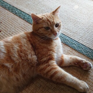 アメショー柄の茶虎の男の子