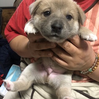 コロコロのやっくん 福岡県 犬の里親募集 ペットのおうち 月間利用者150万人