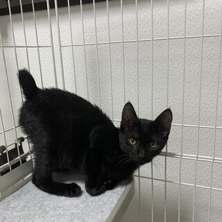 お膝の上が大好きな黒猫のキキくん　トライアル終了