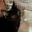 可愛い親子　甘えっ子ちやんです