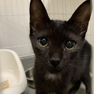 とってもおてんばな黒猫の女の子　ララちゃん