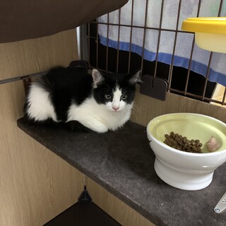 雑種の子猫募集します