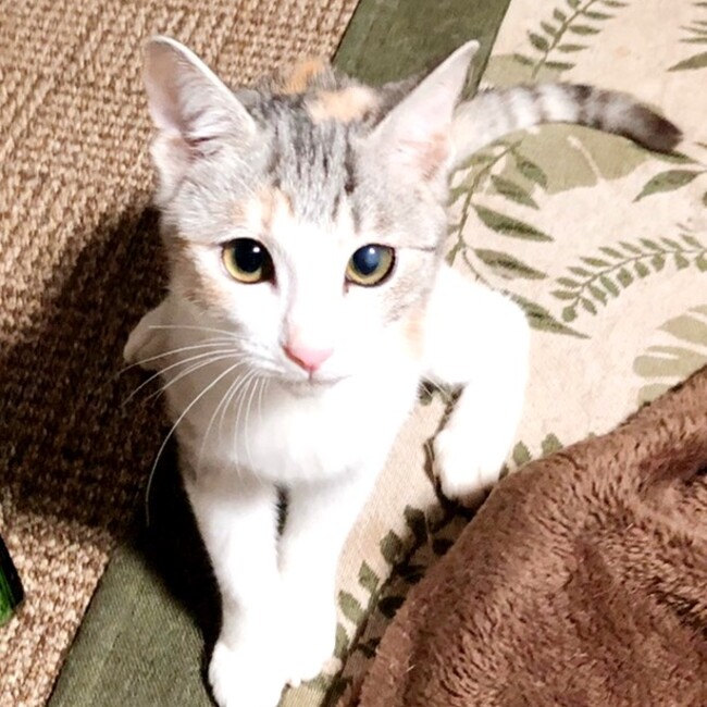 もどぅふぁみーゆのカバー写真