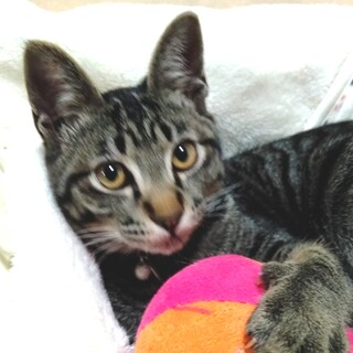 僕とあそぼ♥『デルタ君』