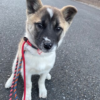 ちょっと怖がりな女の子「ぽんぽこ」