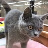 ペットショップで、コロン君と出会いました。少しだけ臆病な子。
