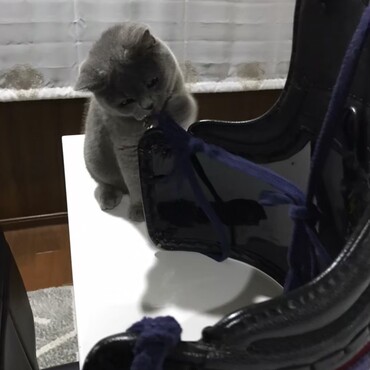 まだキンチョーだけど。剣道の道具に夢中♪♩もしかして、くさい？