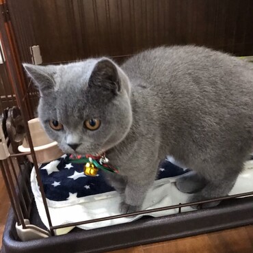 Xmasバージョンの首輪(^.^)でも、コロン君は首輪がキライです。