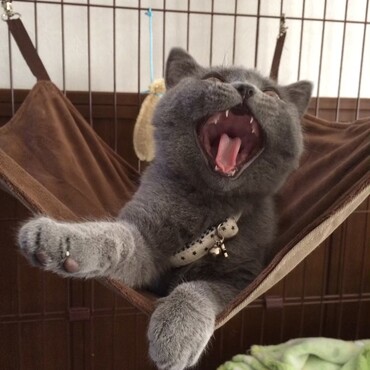 こりゃたまらん。ハンモック、たまらん。