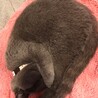 ハンモックからの、電気モーフ。おやすみなさい