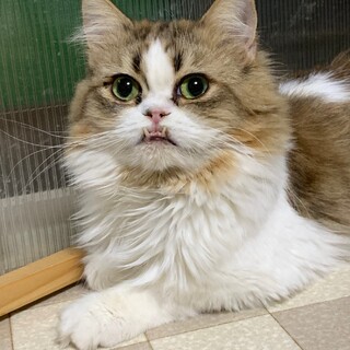 ありがとうございました！