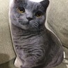 えっ？コロン君？に、似ているクッション発見です。即買い