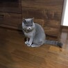 また〝狩の目〟だよ。また何か見つけたんだね♪