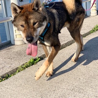 家族が決まりました！ありがとうございました