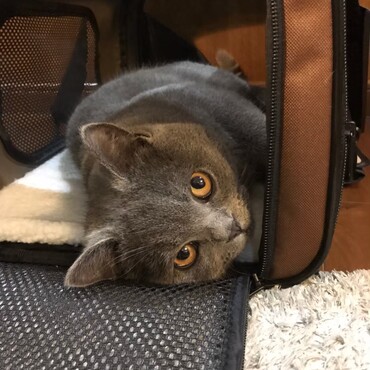 もう出ないよ。ここから出ない。ここで寝るから。おやすみ