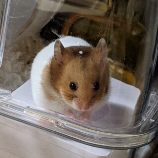 ゴールデンハムスター(2ヶ月♀︎)おっとりしてます