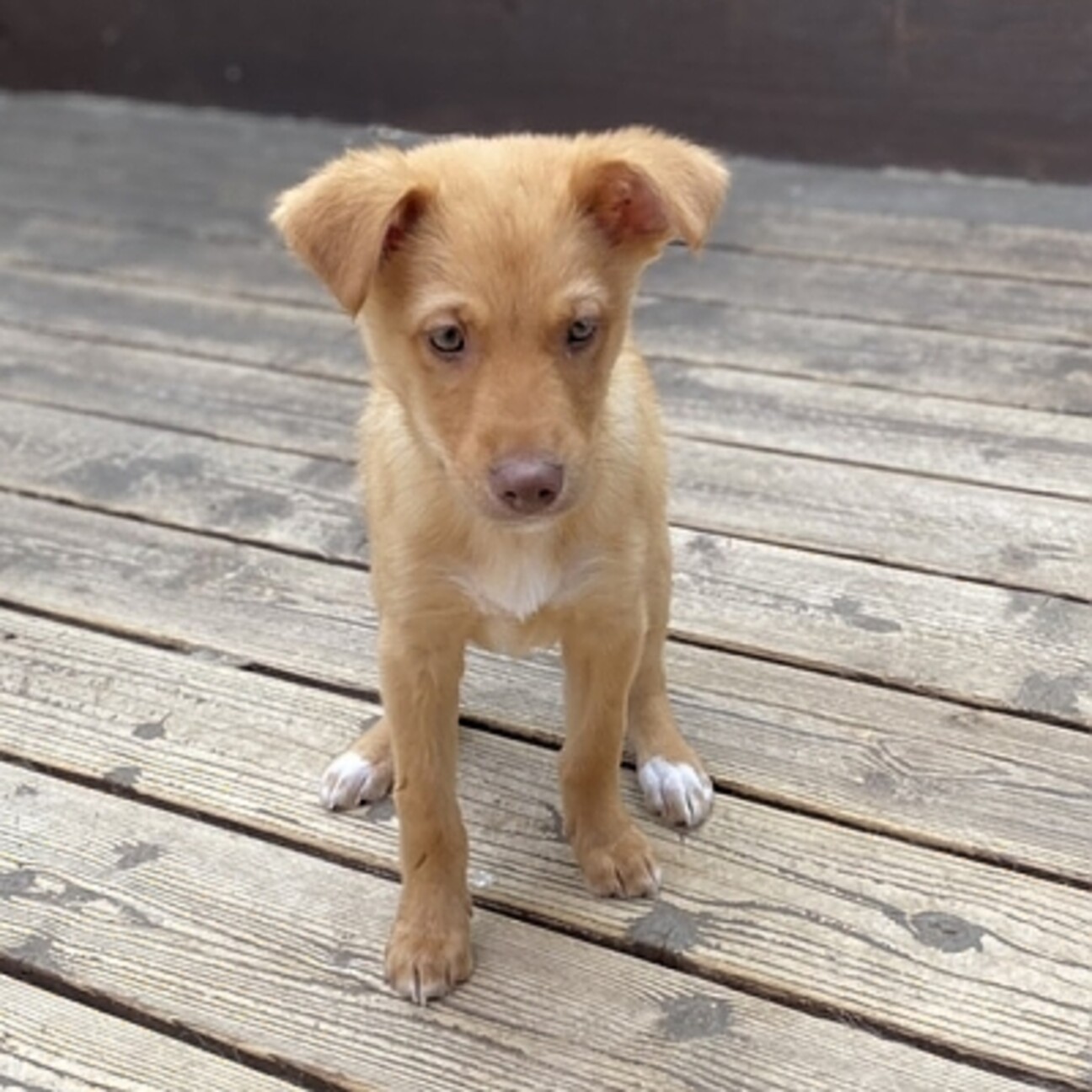 2ヶ月半 頭のいい可愛い 茨城県 犬の里親募集 ペットのおうち 月間利用者150万人