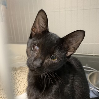 片目が見えてない黒猫のネネちゃん