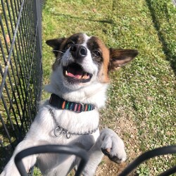 犬猫合同譲渡会