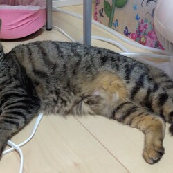 「ティアラちゃん、里親様決まりました！」サムネイル2