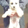 譲渡になりました！！ サムネイル2