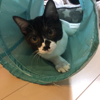 甘えん坊のかわいい男の子　ペロ♂