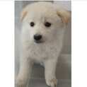 里親様に迎えられました。子犬286♀