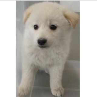 里親様に迎えられました。子犬286♀