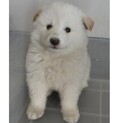 里親様に迎えられました。子犬♂287