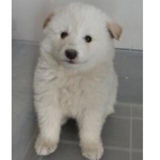 里親様に迎えられました。子犬♂287