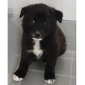 里親様に迎えられました。子犬♂288